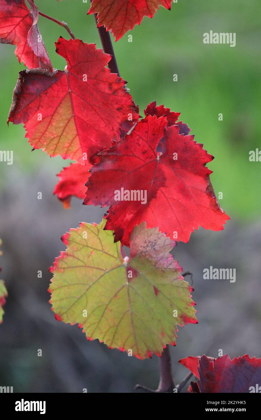 the Sun shines through red Wine leaves Stock Photo