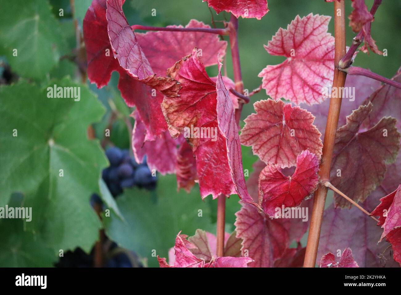 Pinot noir leaves in different Shades of Red Stock Photo