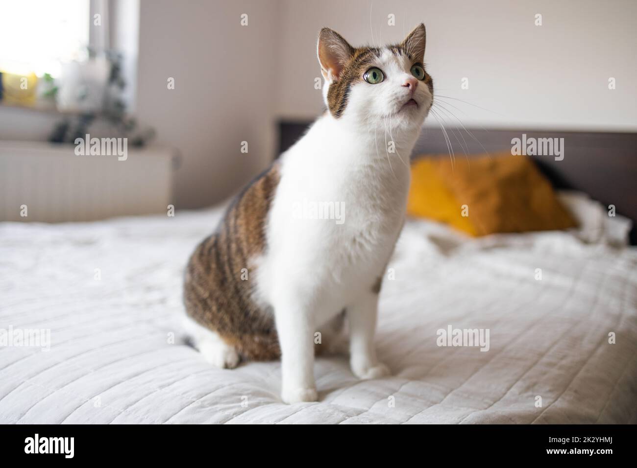 Beautiful black and white cat looking at the camera in the bed Stock ...