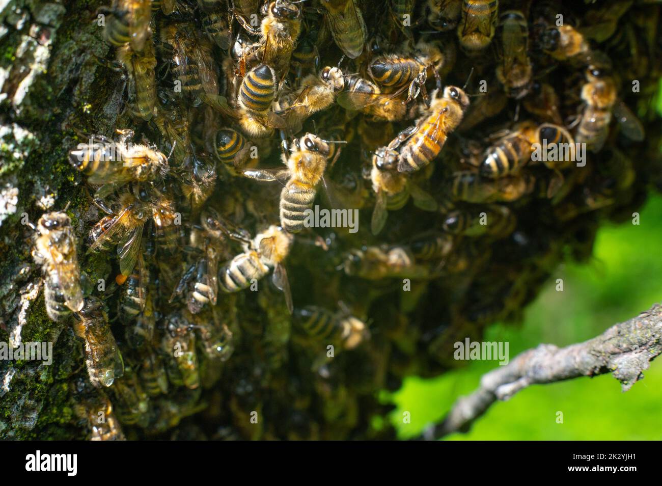 Zummeng Insect Bee Worker bee stinging hi-res stock photography and images - Alamy