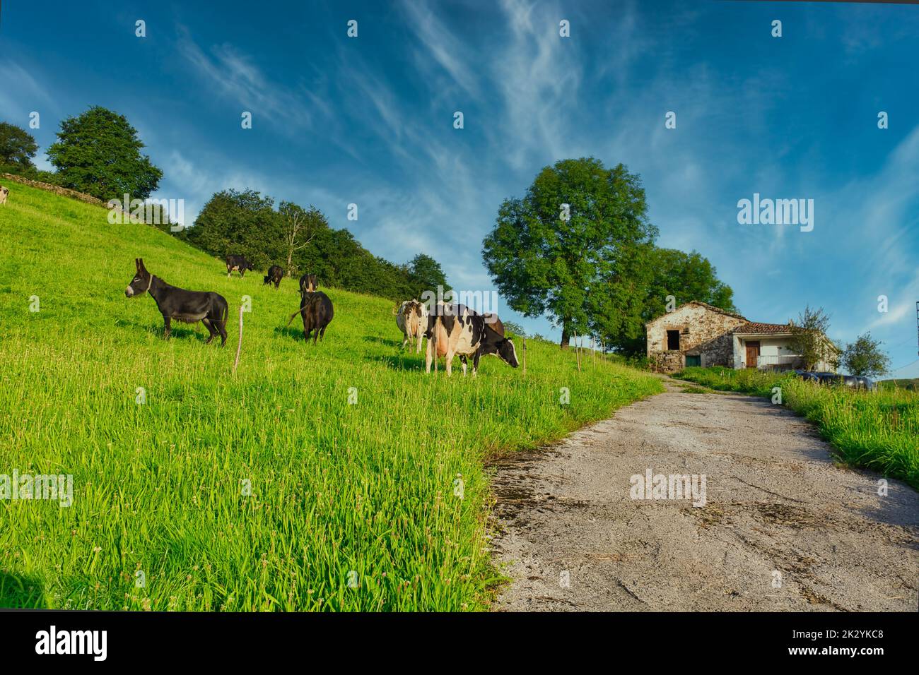 A group of mules and cows grazing on lush green hill next to a road in Spanish countryside Stock Photo