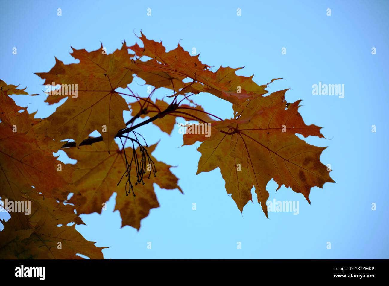 Yellowing maple foliage against blue sky Stock Photo - Alamy