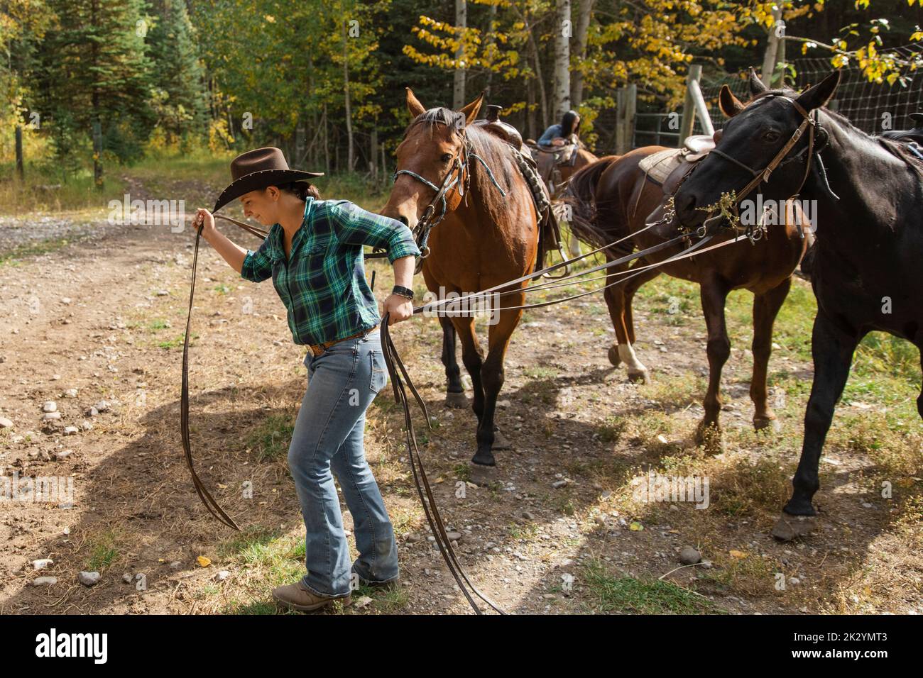White horse woman riding holding reins hires stock photography and