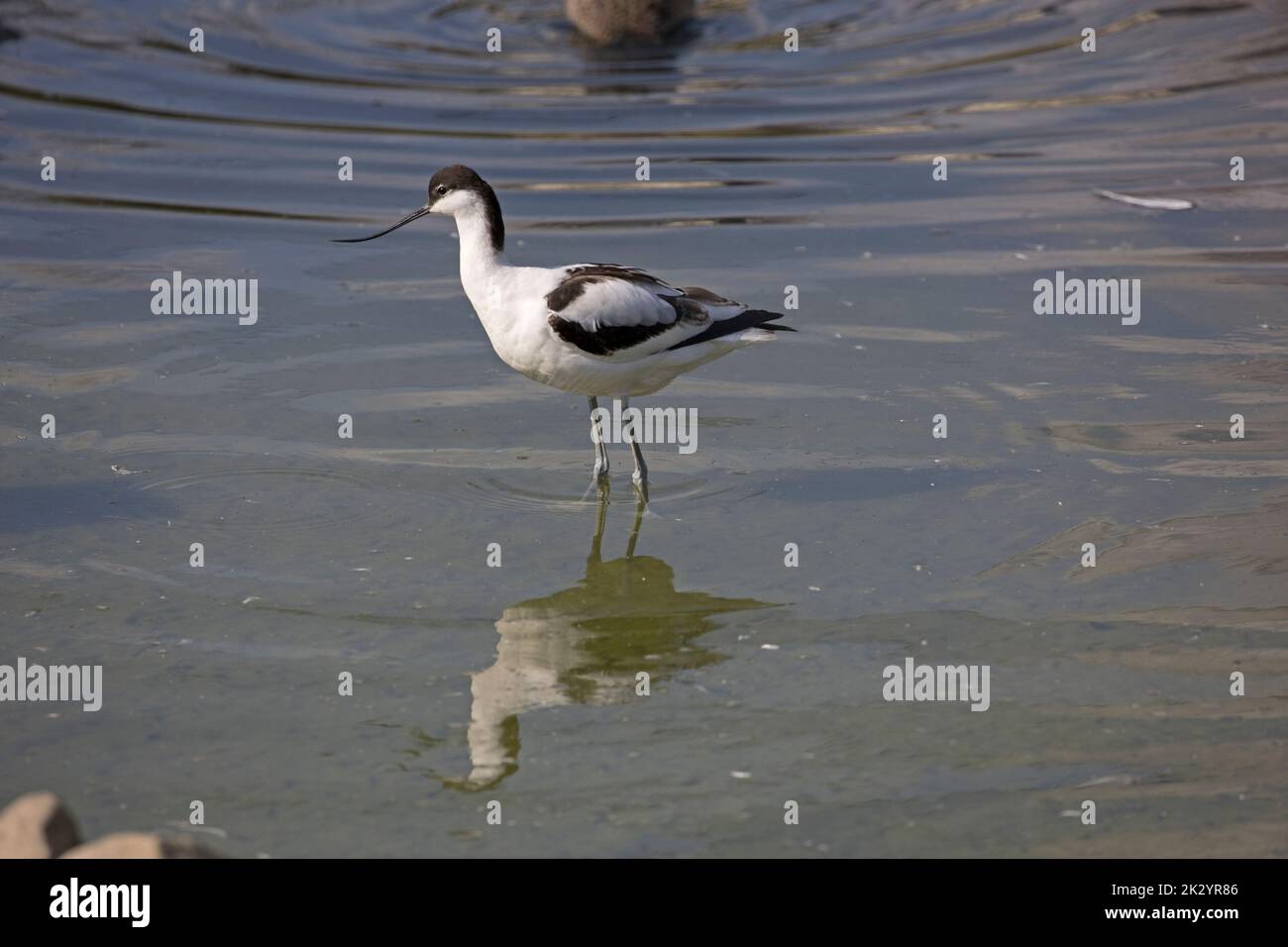 Single Avocet  Recurvirostra avosetta Wildfowl and Wetlands Trust, Slimbridge, UK Stock Photo