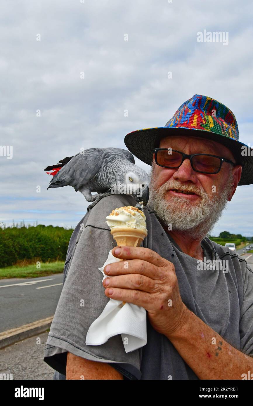 On a hot afternoon in Chew Valley Lakes,Zula the South African gray parrot who is 15 is given an Ice Cream by his owner Shaun as a treat.Picture Credi Stock Photo