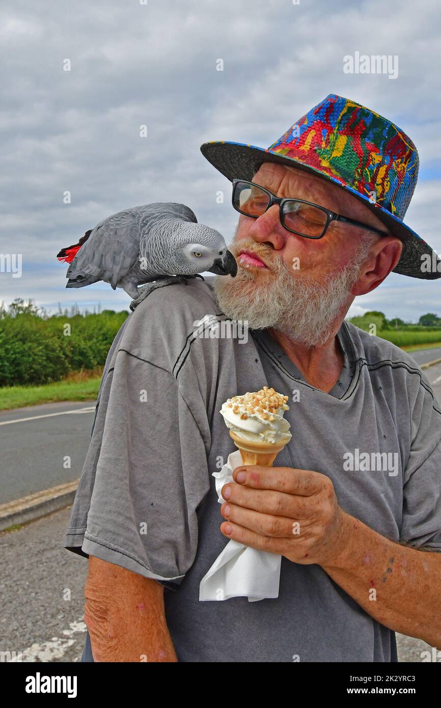 On a hot afternoon in Chew Valley Lakes,Zula the South African gray parrot who is 15 is given an Ice Cream by his owner Shaun as a treat.Picture Credi Stock Photo