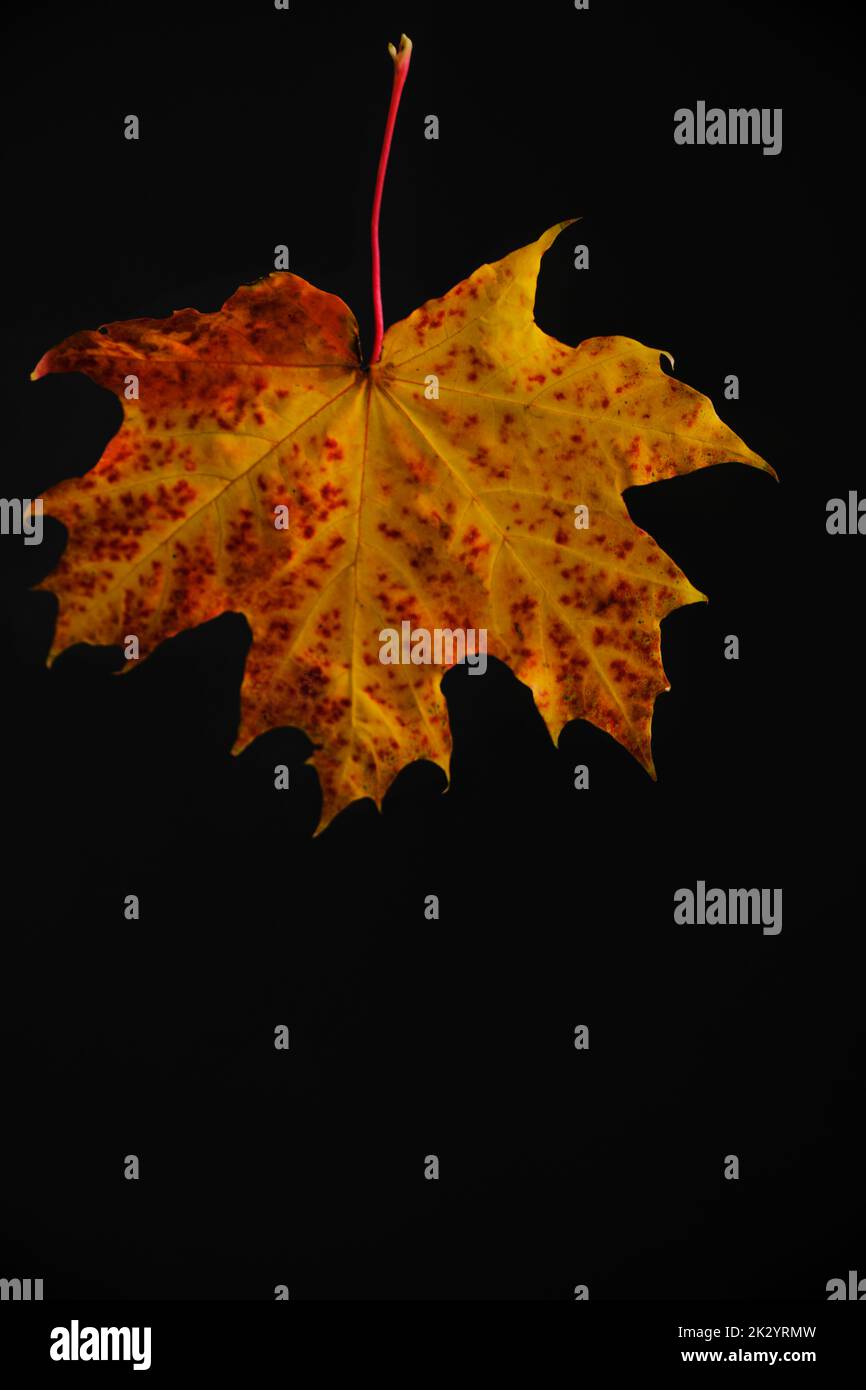 Yellowed autumn maple leaf black background Stock Photo