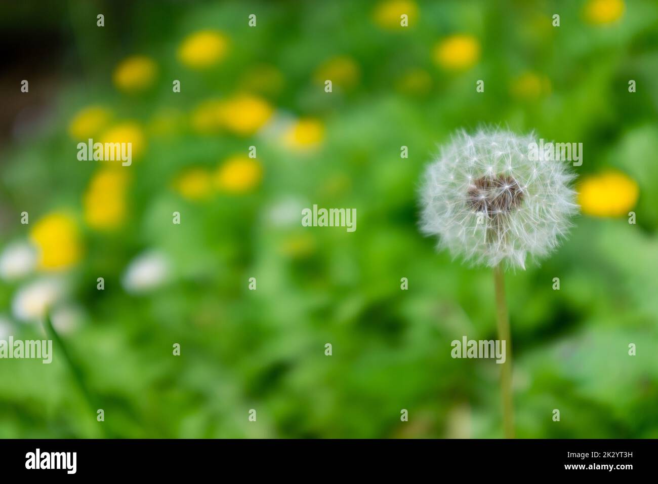 Full dandelion clock set in front of an out of focus buttercup bed showing up as soft yellow within a sea of green. Stock Photo
