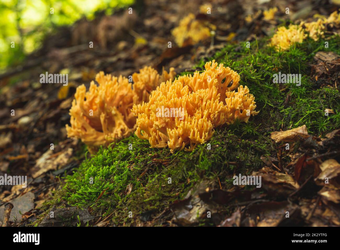 Yellow coral mushroom growing on the forest floor in early autumn Stock Photo