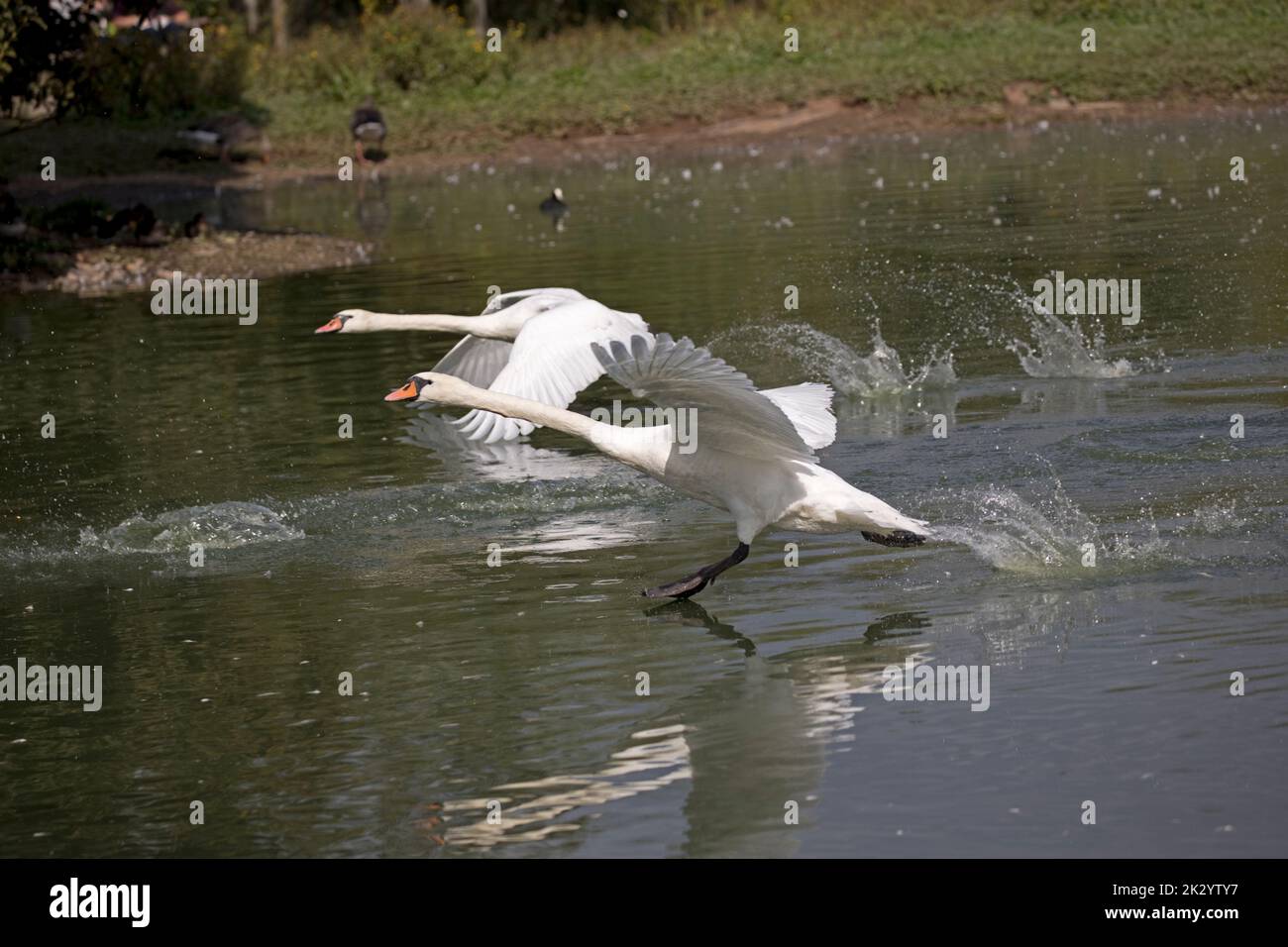 Two Mute swan in flight Wildfowl and Wetlands Trust, Slimbridge, UK Stock Photo