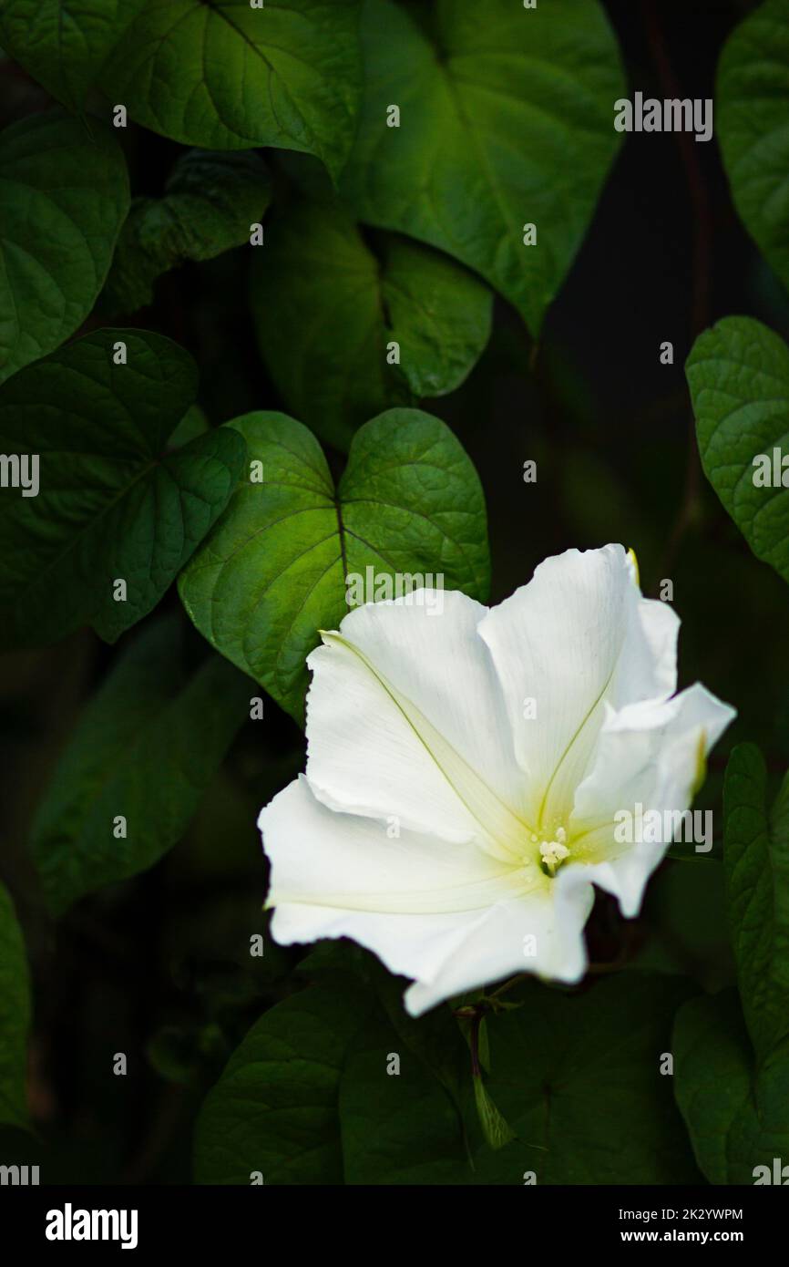 A moonflower opening on a warm Southern evening. Stock Photo