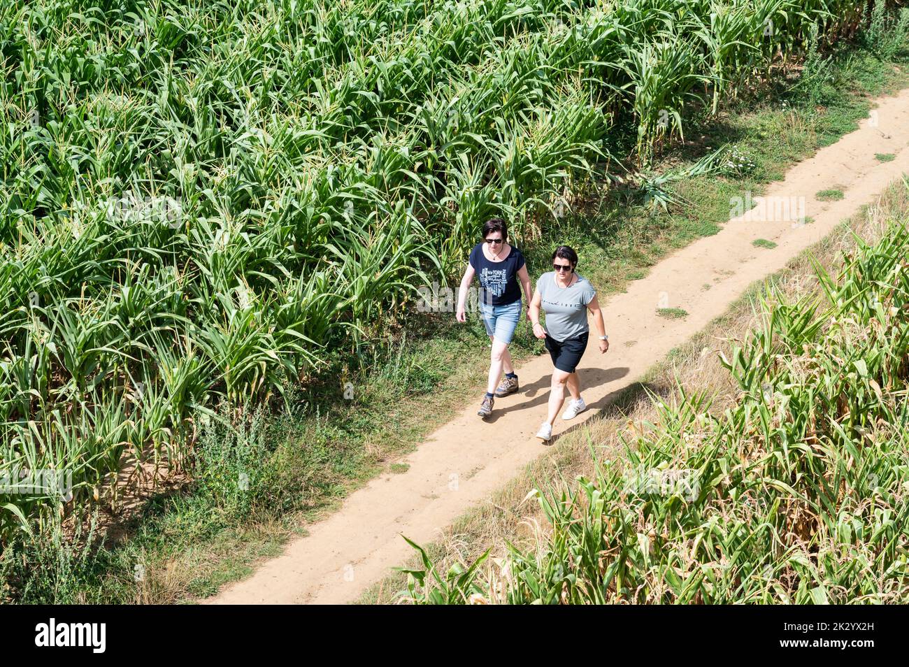 Tielt-Winge, Flemish Brabant, Belgium,  08 22 2022 - Two woman walking through corn fields Stock Photo