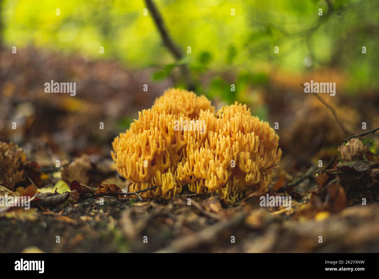 Yellow coral mushroom growing on the forest floor in early autumn Stock Photo
