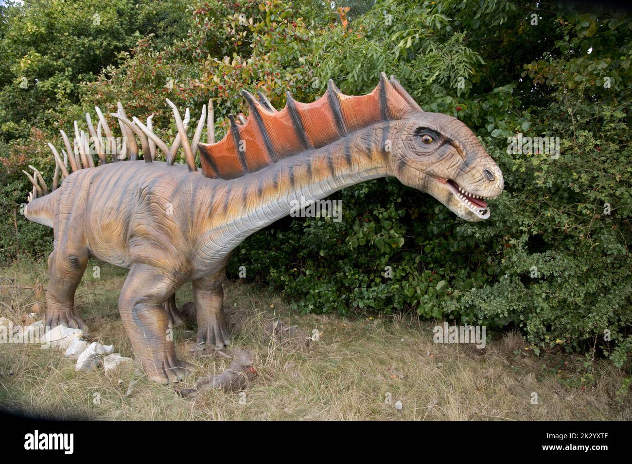 Amargasaurus cazauiis an extinct Sauropod from the Cretaceious period All Things Wild, Honeybourne, UK Stock Photo