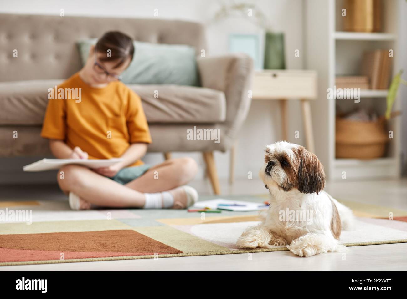 Portrait of cute Shi-Tsu dog lying on carpet at home with teenage girl in background, copy space Stock Photo
