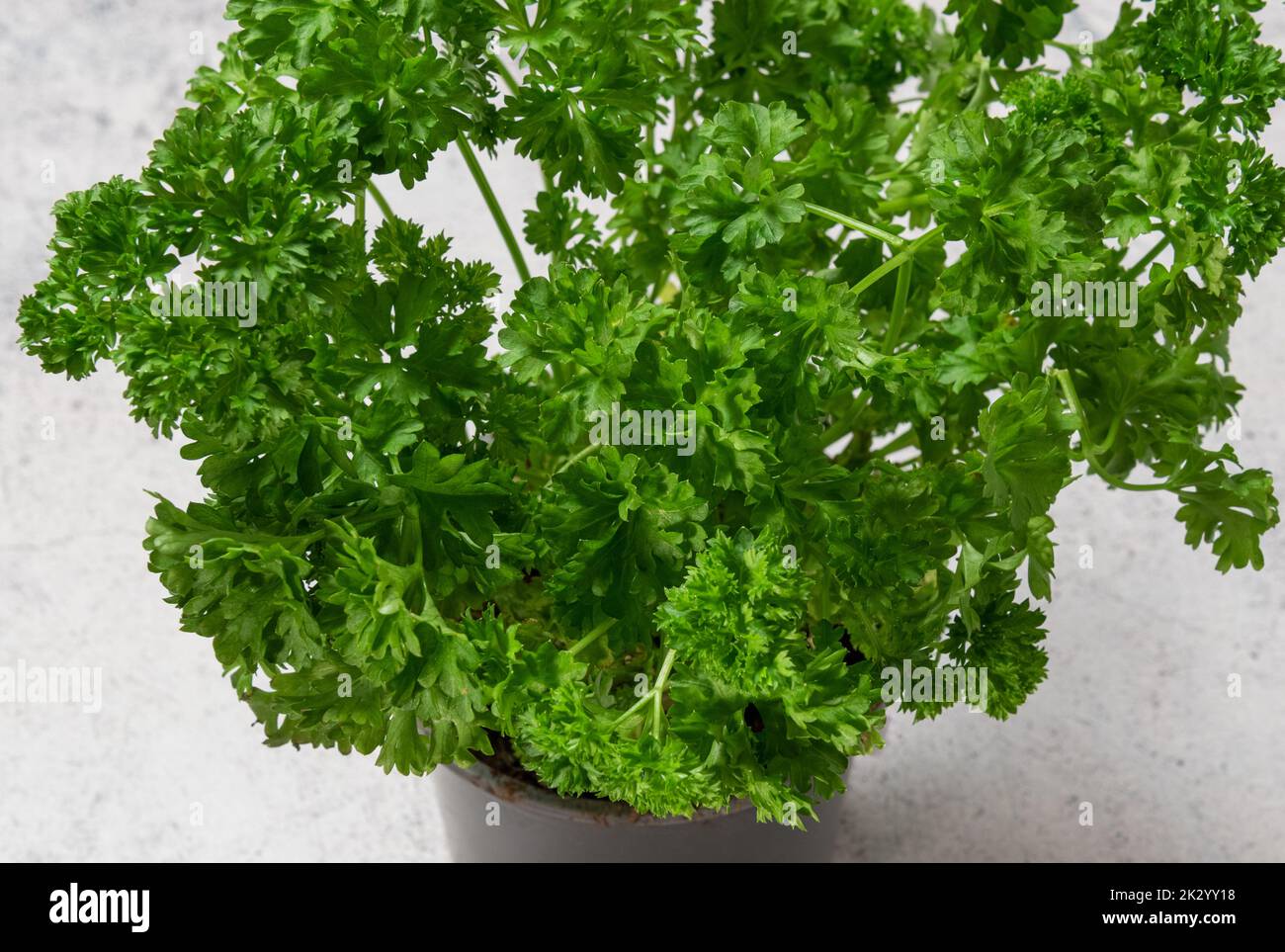 Curly leaf parsley close up Stock Photo
