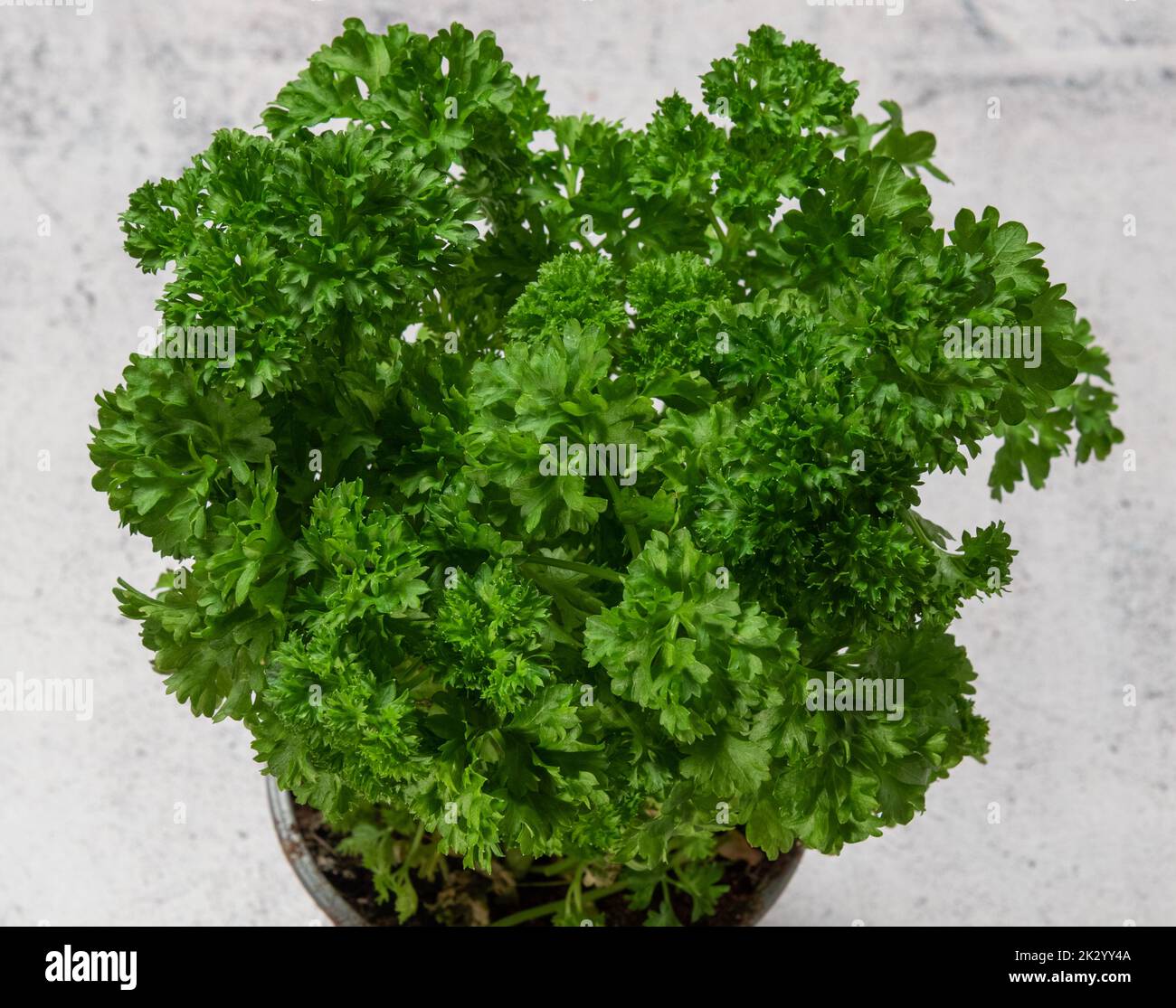 Curly leaf parsley Stock Photo