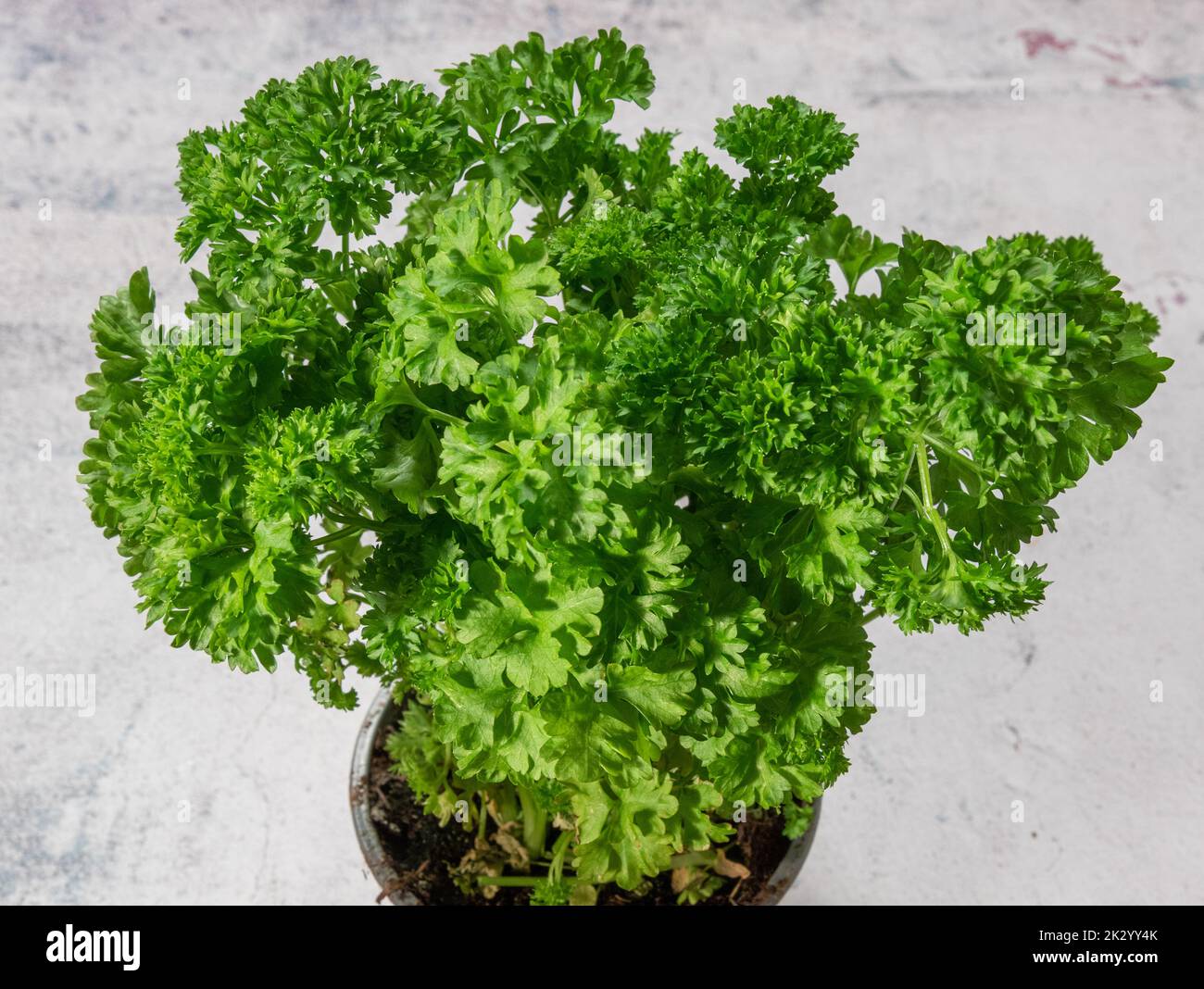 Curly leaf parsley in pot Stock Photo