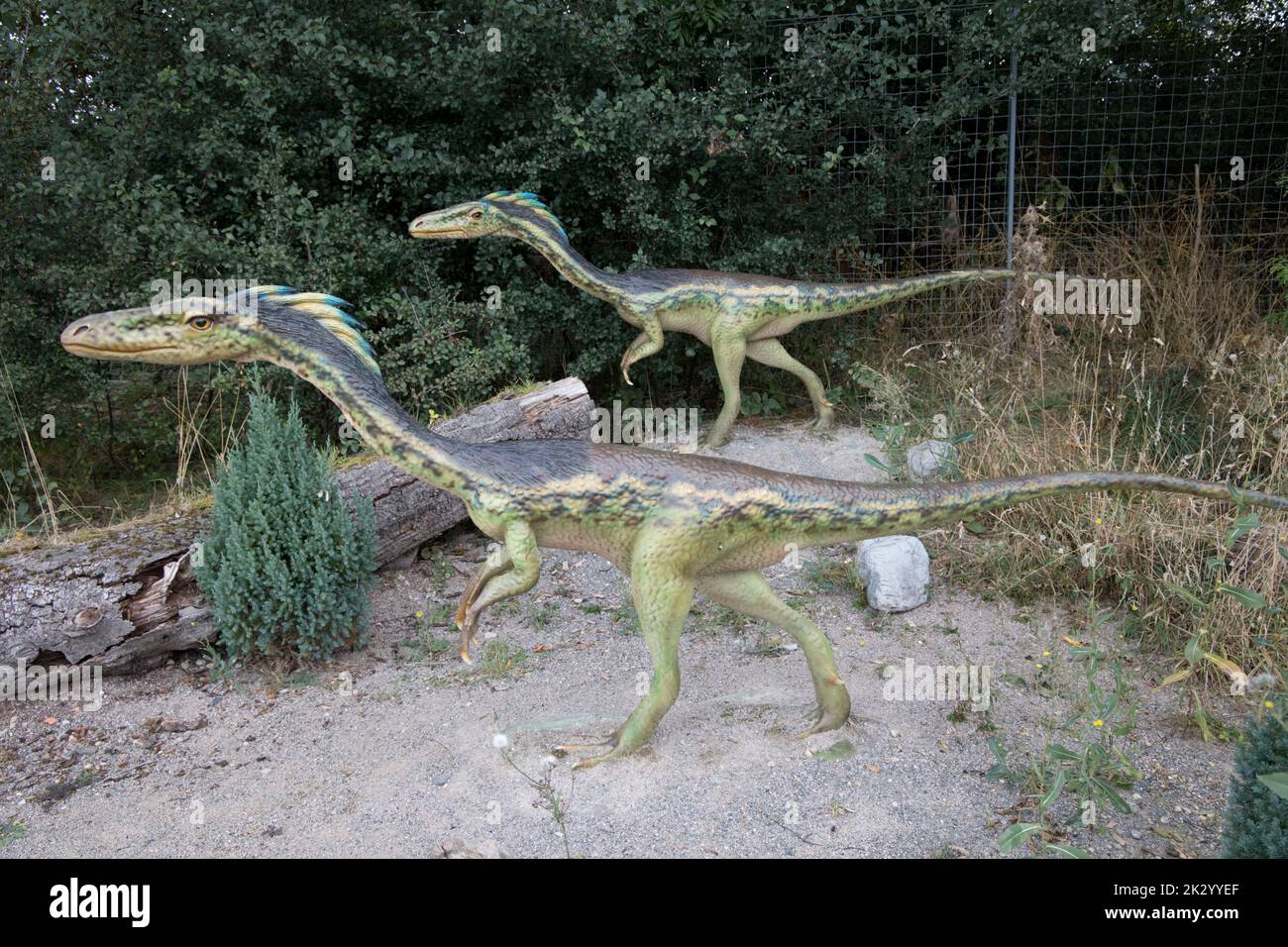 Lifesize model of Coelophysis an extinct genus of coelophysid theropod dinosaurliving in the Late Triassic Stock Photo