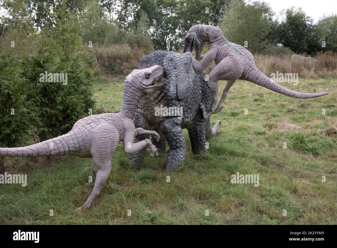 Lifesize models of Deinonychus theropods attaching herbivorous Tenontosaurus All Things Wild, Honeybourne, UK Stock Photo