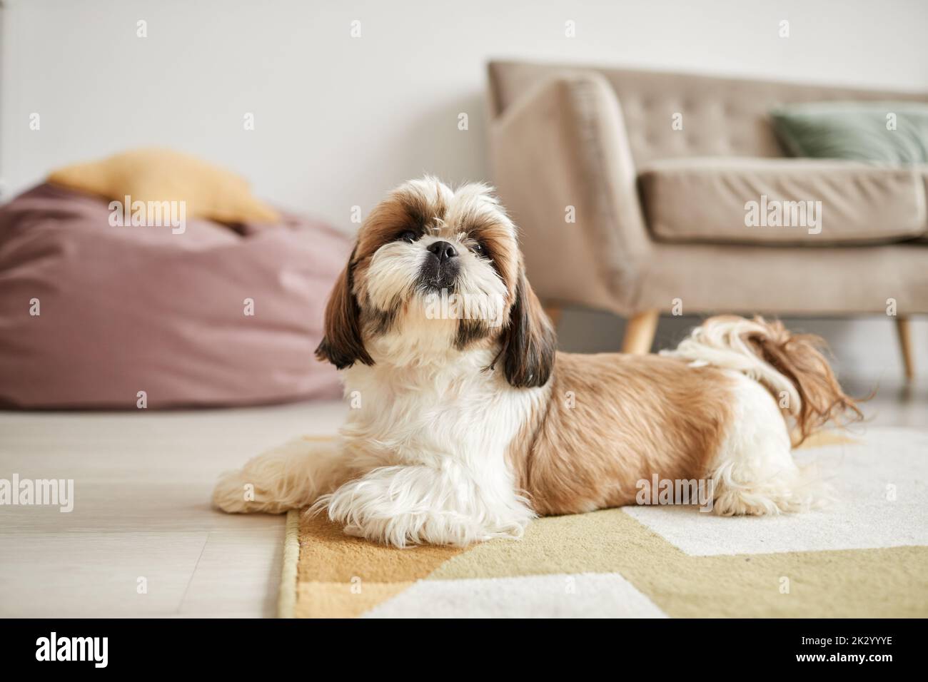Minimal portrait of small Shi-Tsu dog lying on carpet in cozy home interior, copy space Stock Photo