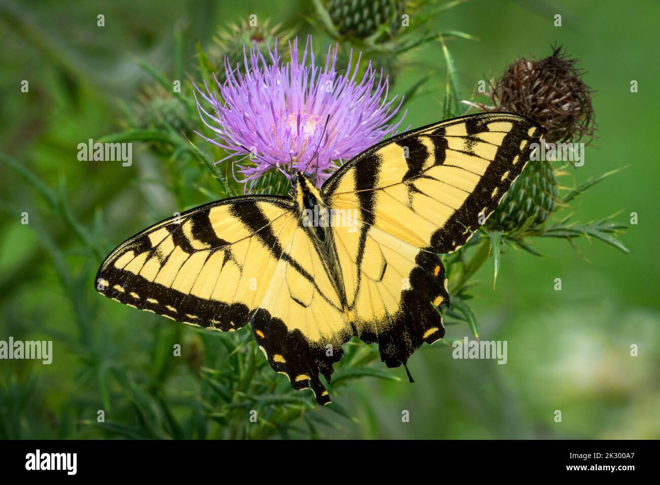 PollinatingEastern Tiger Swallowtail Butterfly on Purple Thistle Stock Photo