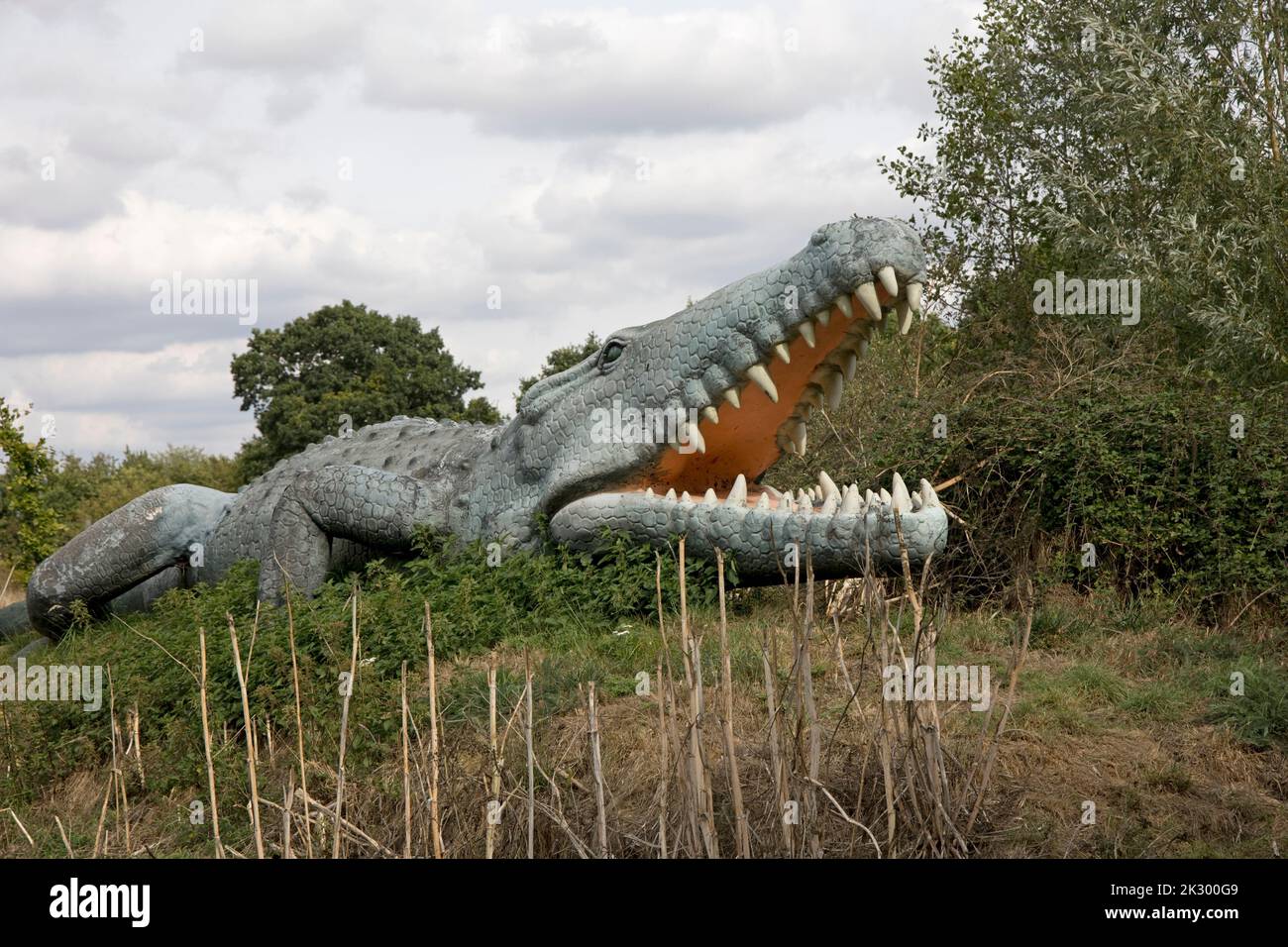 Lifesize model of Deinosuchus dinosaur an extinct genus of an alligatoroid crocodilian All Things Wild, Honeybourne, UK Stock Photo