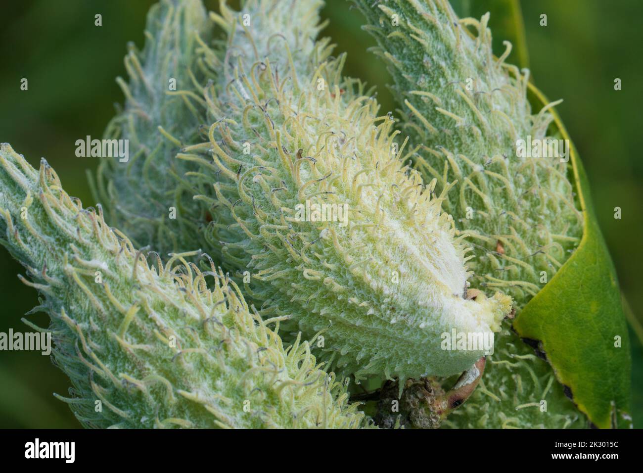 Common Milkweed pods up close macro. Stock Photo