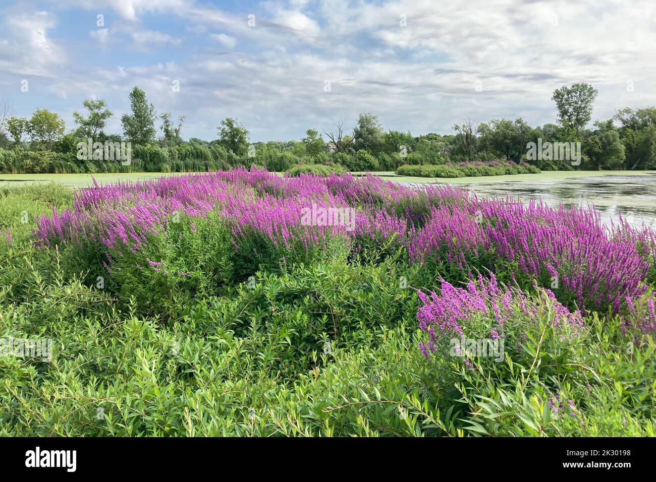 Vibrant Purple Loosestrife planting in Midwestern Marsh Stock Photo