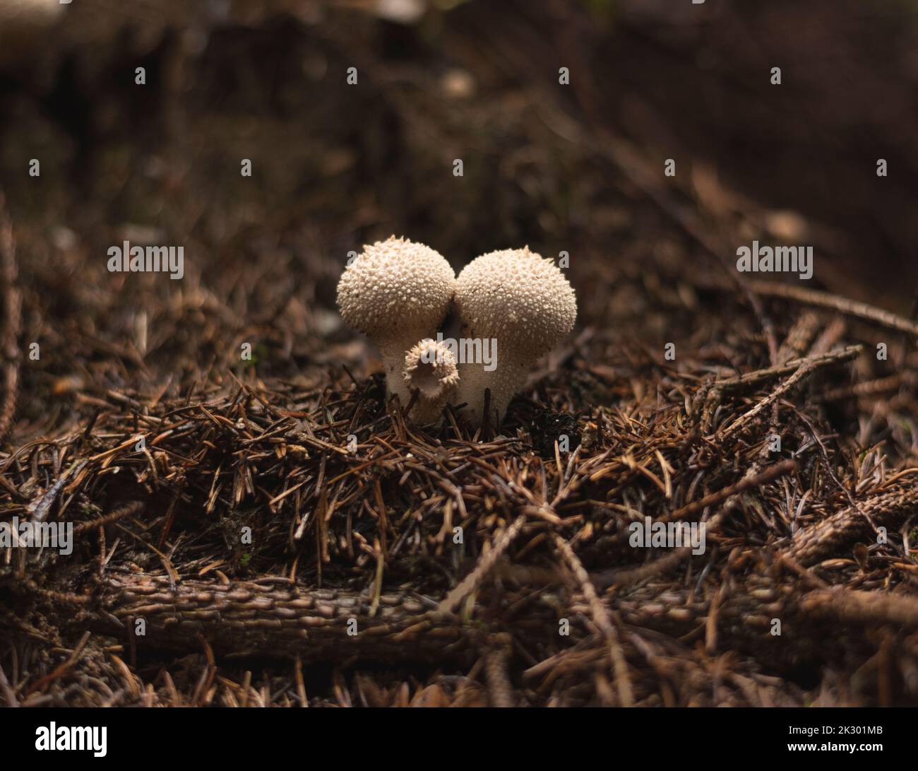 Common puffball mushrooms in group growing on the forest floor in early ...