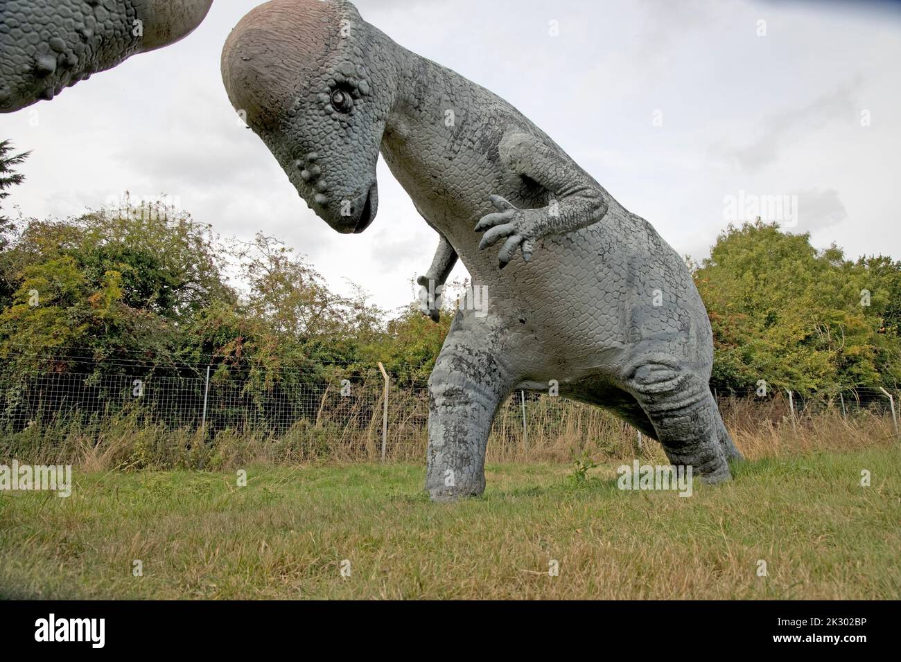 Lifesize model of Pachycephalosaurus a bipdal head butting All Things Wild UK Stock Photo