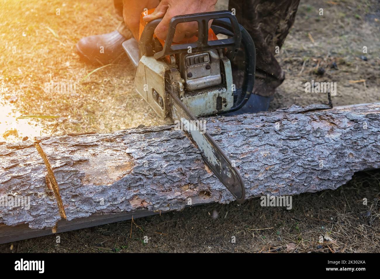 A woodcutter saws a dry tree for firewood with a chainsaw. A man is harvesting logs in the forest. Stock Photo