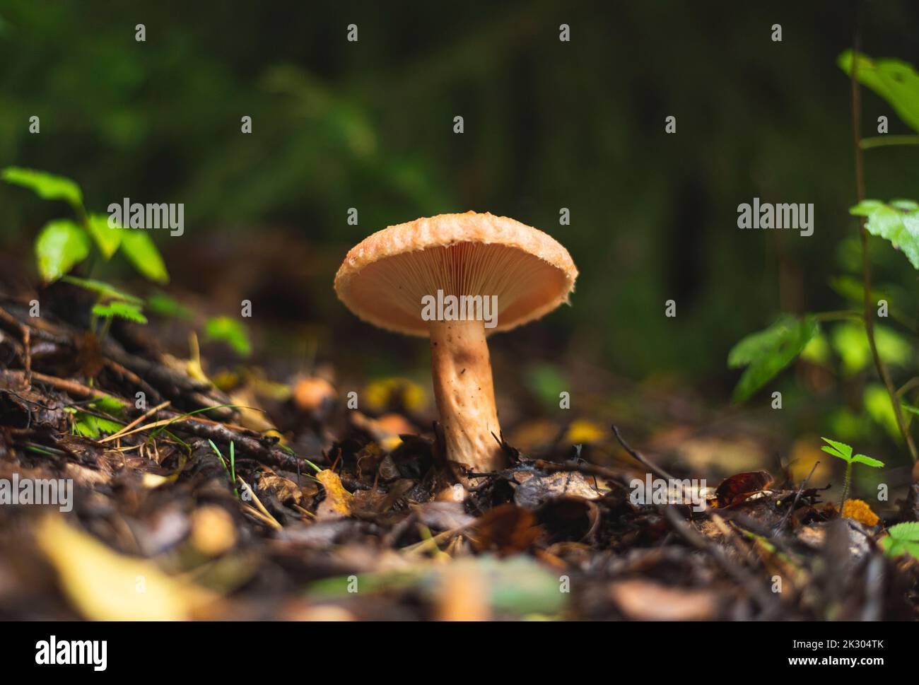 Saffron milk cap mushroom growing on the forest floor in early autumn Stock Photo