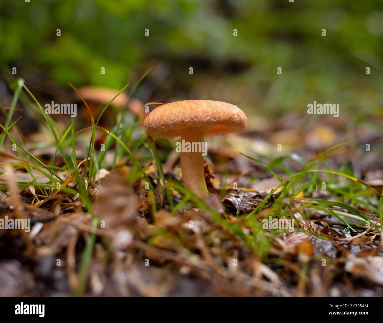 Saffron milk cap mushroom growing on the forest floor in early autumn Stock Photo