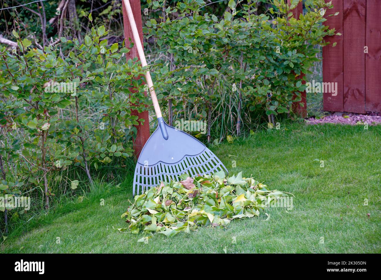 Garden rake and swept leaves fallen from trees on lawn Stock Photo - Alamy