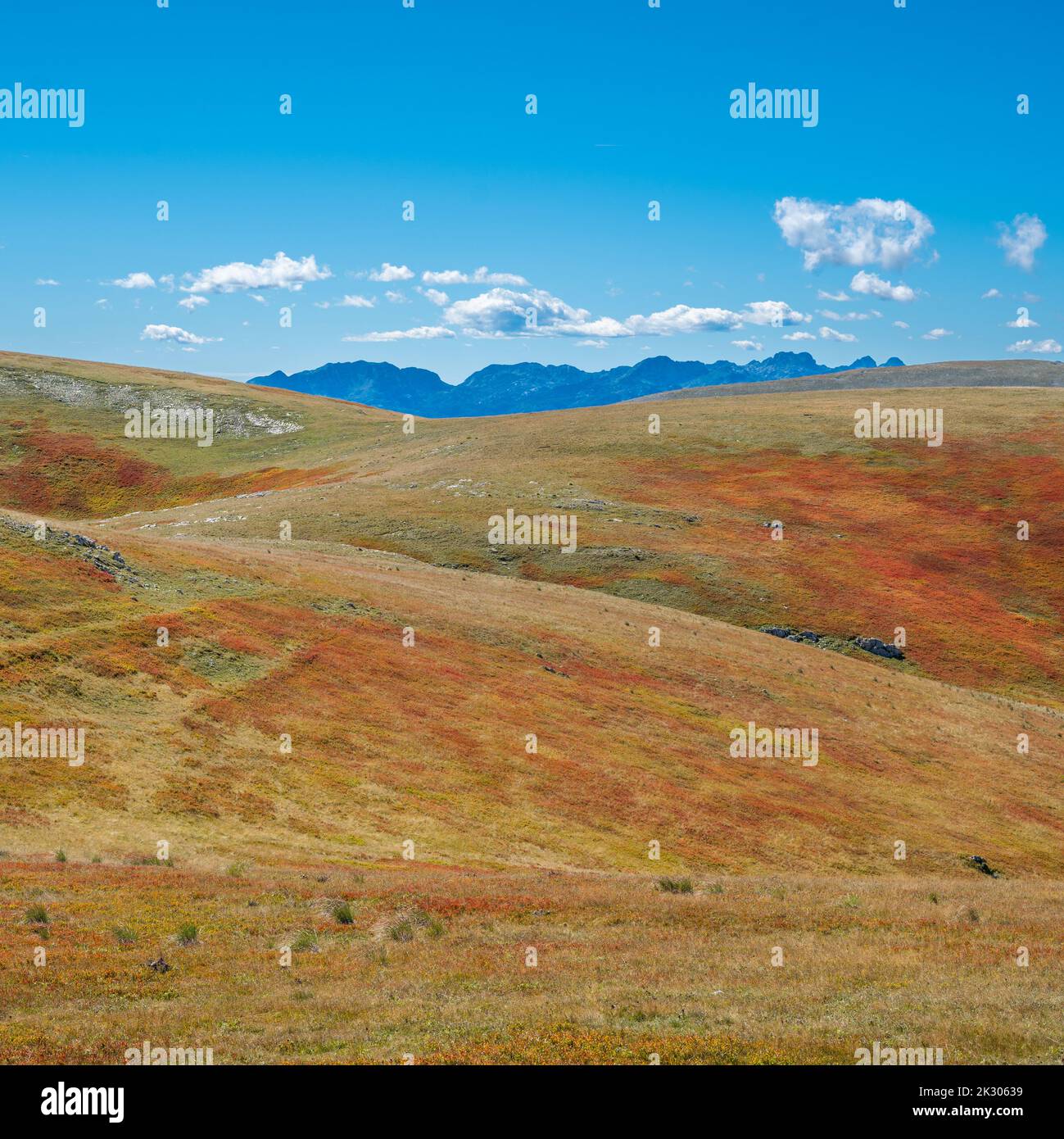 A field of dried blueberries on the mountain Bjelasnica with Prenj mountain in the background Stock Photo