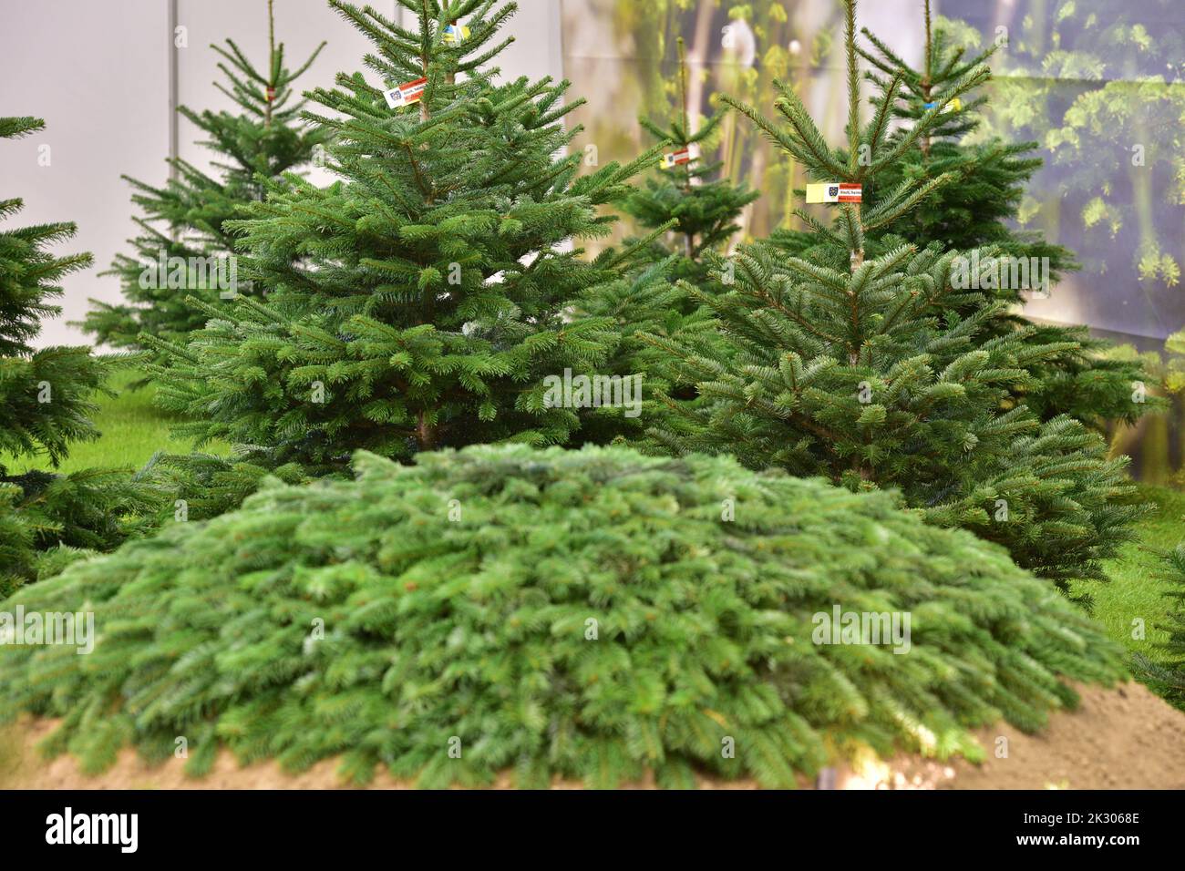 Grenn Christmas trees at a fair in Lower Austria Stock Photo