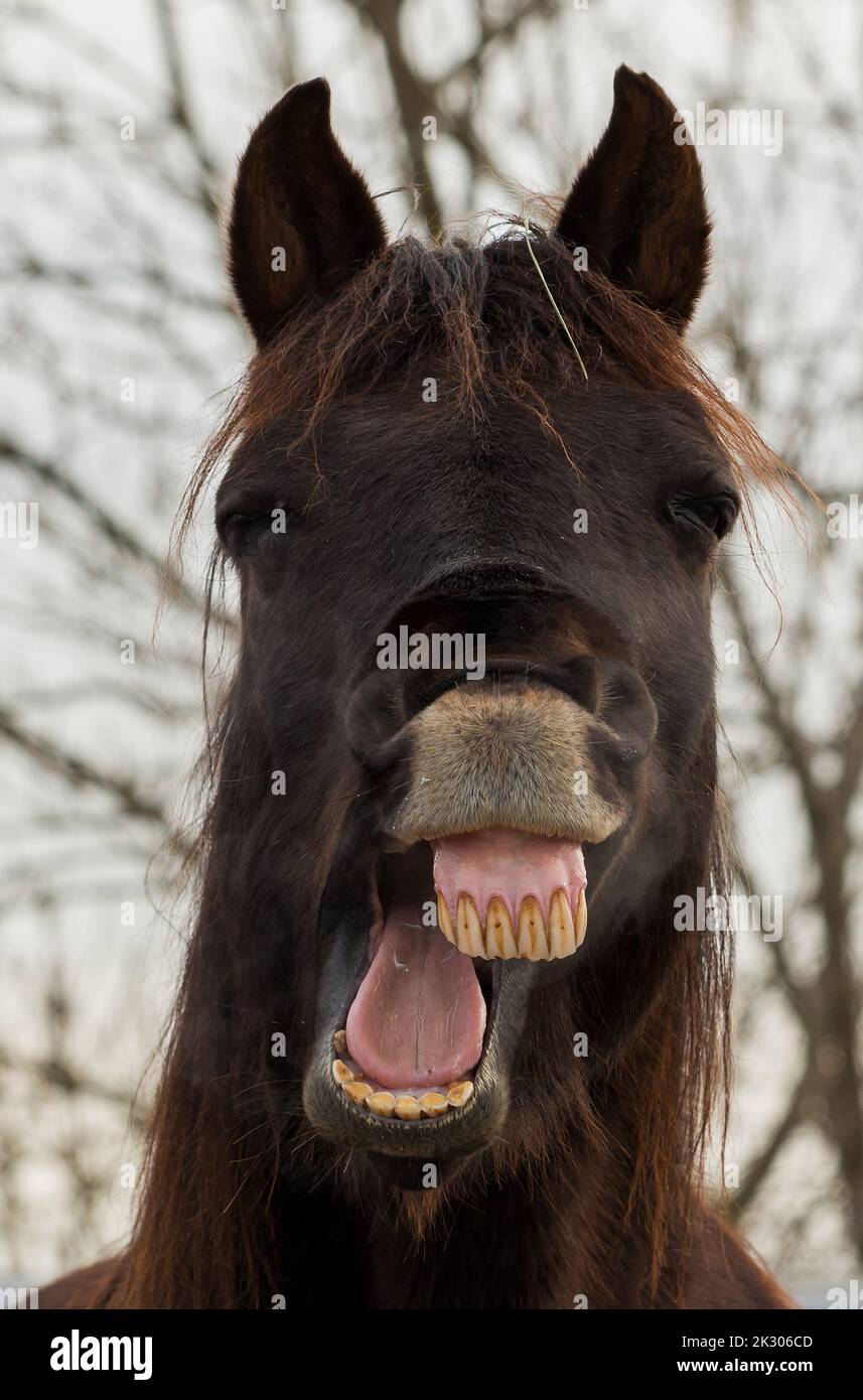Face of a laughing horse. Teeth sticking out. Humorous photo. Stock Photo