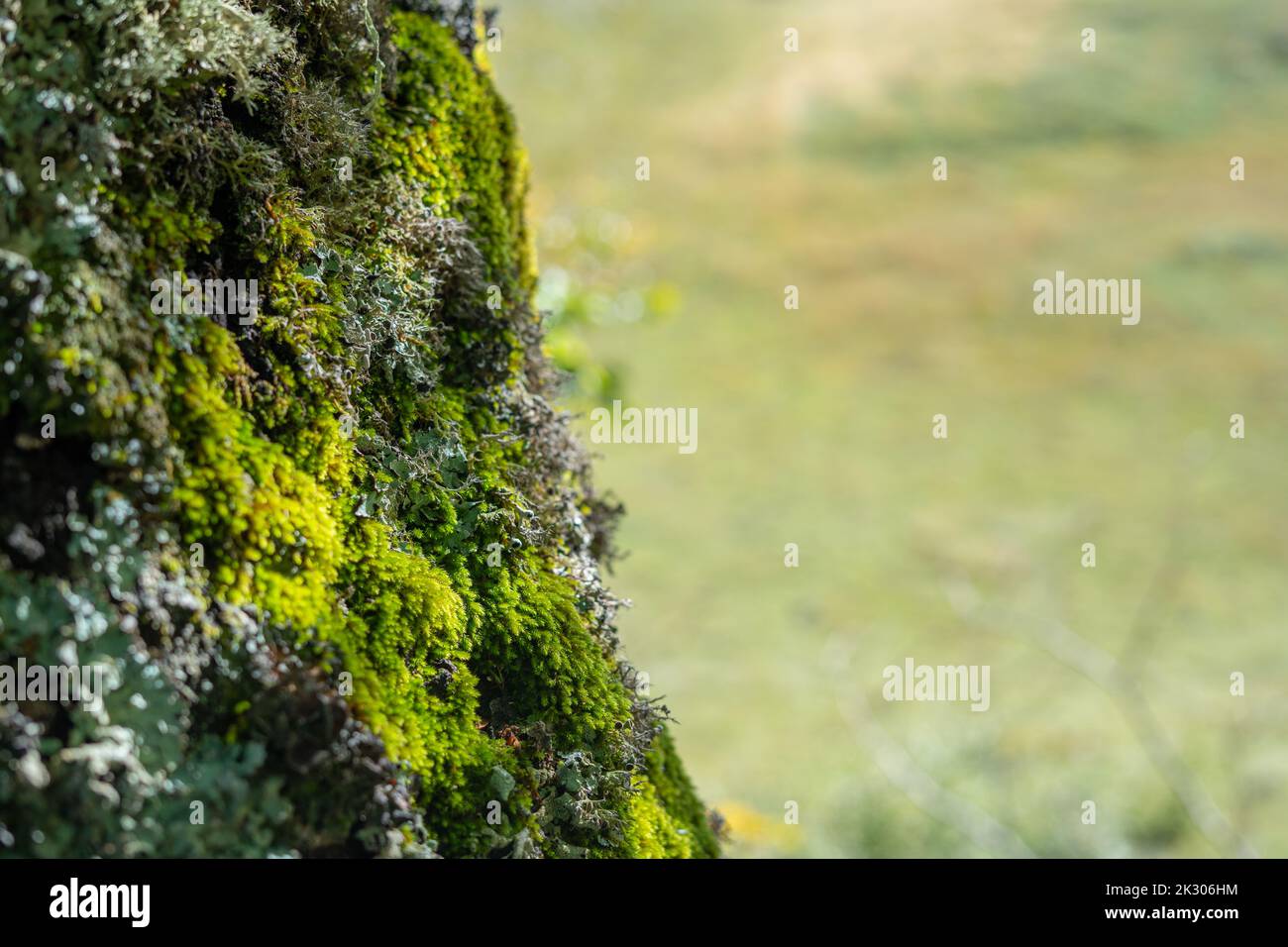 Green moss on tree with blurred background and neutral space Stock Photo