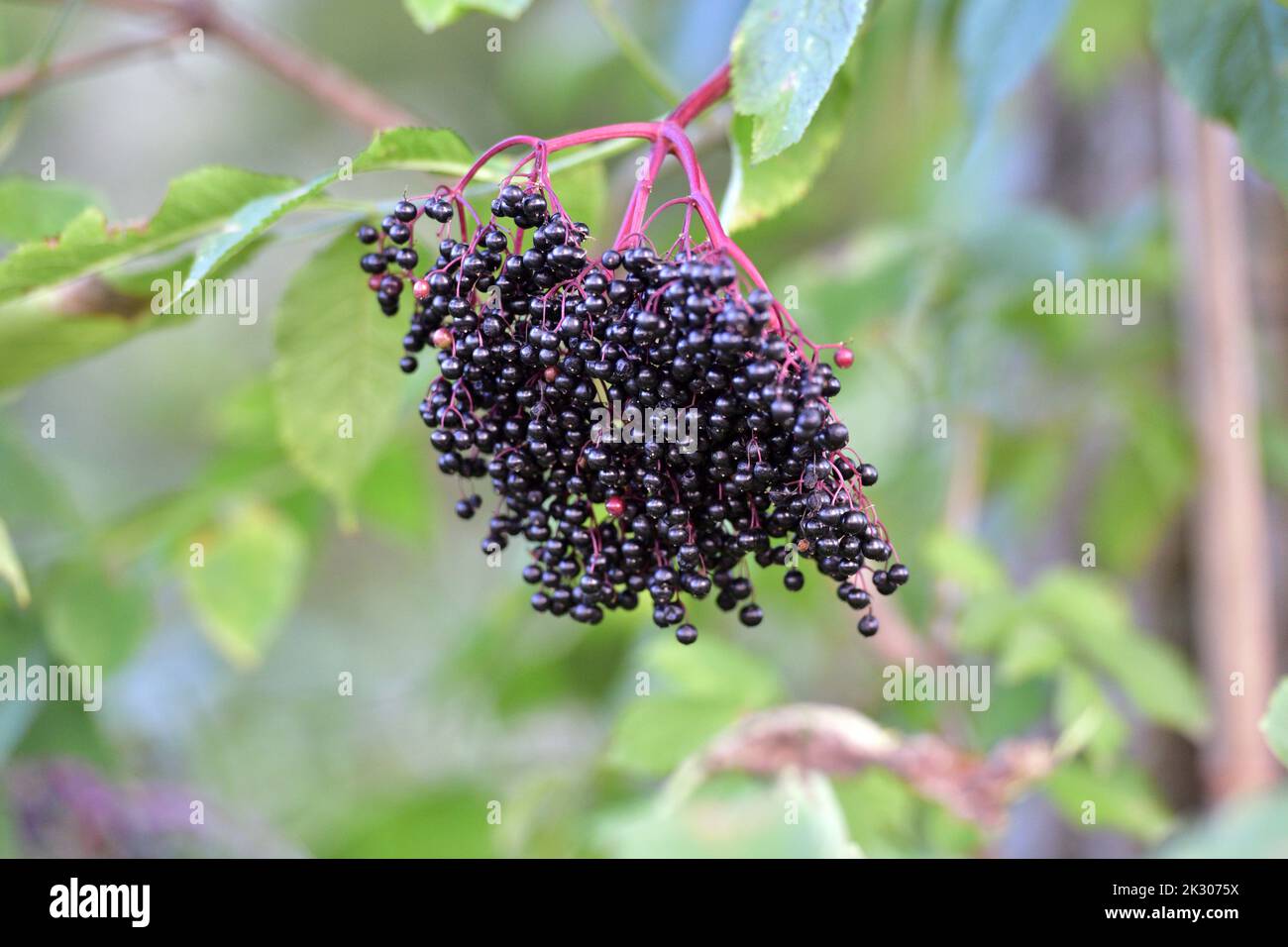 Ripe elderberries on a bush Stock Photo