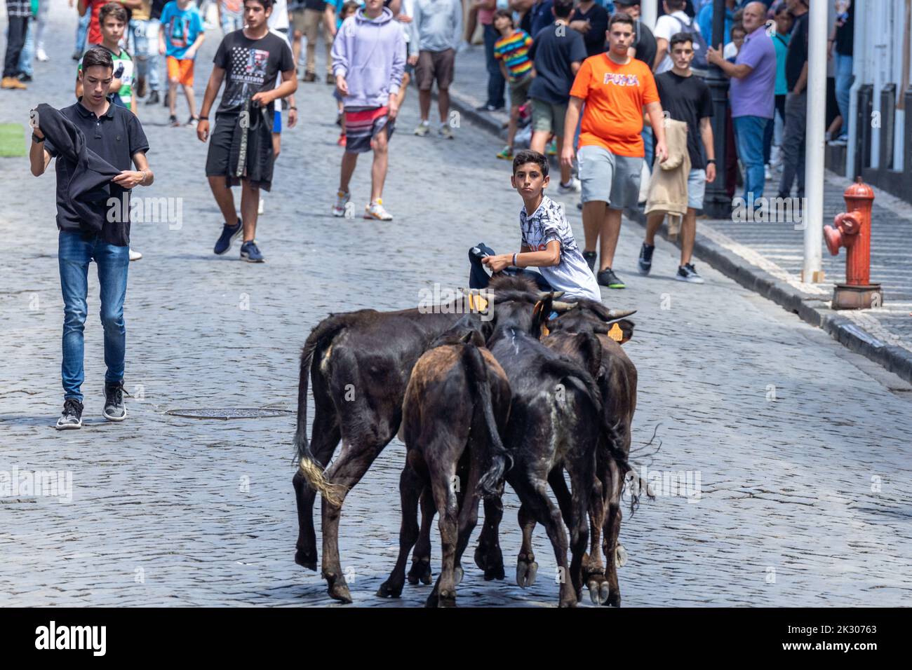 Young bulls prepares to charge a capinha or amateur bullfighter during a tourada a corda, also called a bull-on-a-rope at the Sanjoaninas festival on Rue de Sao Joao in Angra do Heroísmo, Terceira Island, Azores, Portugal. During the uniquely Azorean event a bull tied to a long rope runs loose as participants attempt to distract or run from the bull. Stock Photo