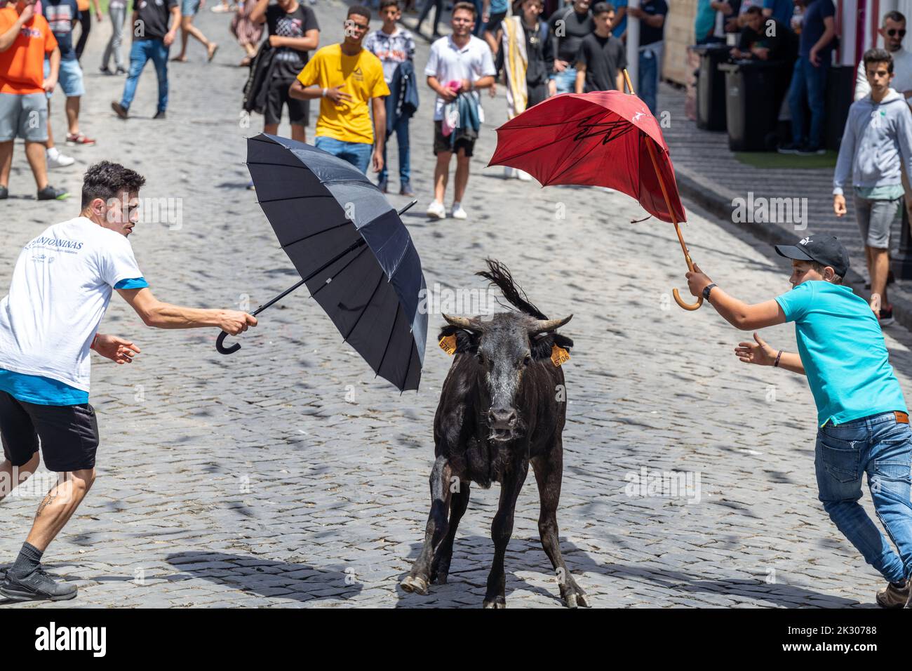 A young bull is frustrated by two capinha or amateur bullfighter during a tourada a corda, also called a bull-on-a-rope at the Sanjoaninas festival on Rue de Sao Joao in Angra do Heroísmo, Terceira Island, Azores, Portugal. During the uniquely Azorean event a bull tied to a long rope runs loose as participants attempt to distract or run from the bull. Stock Photo