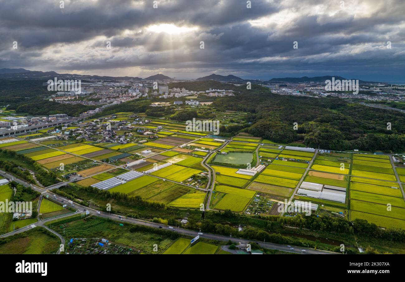 Sun rays burst through storm clouds over rice fields on edge of town Stock Photo