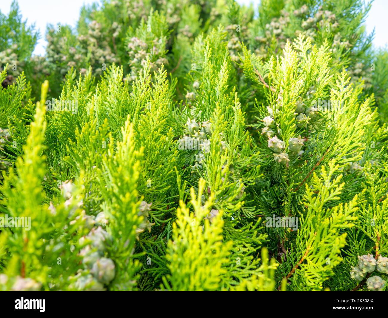 Background from coniferous leaves. Cypress cones. Cypress needles. Beautiful natural background. Pine needles concept. Nuts on the tree. Bush Stock Photo