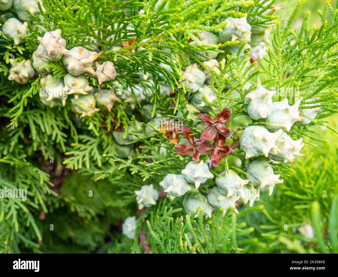Background from coniferous leaves. Cypress cones. Cypress needles. Beautiful natural background. Pine needles concept. Nuts on the tree. Bush Stock Photo