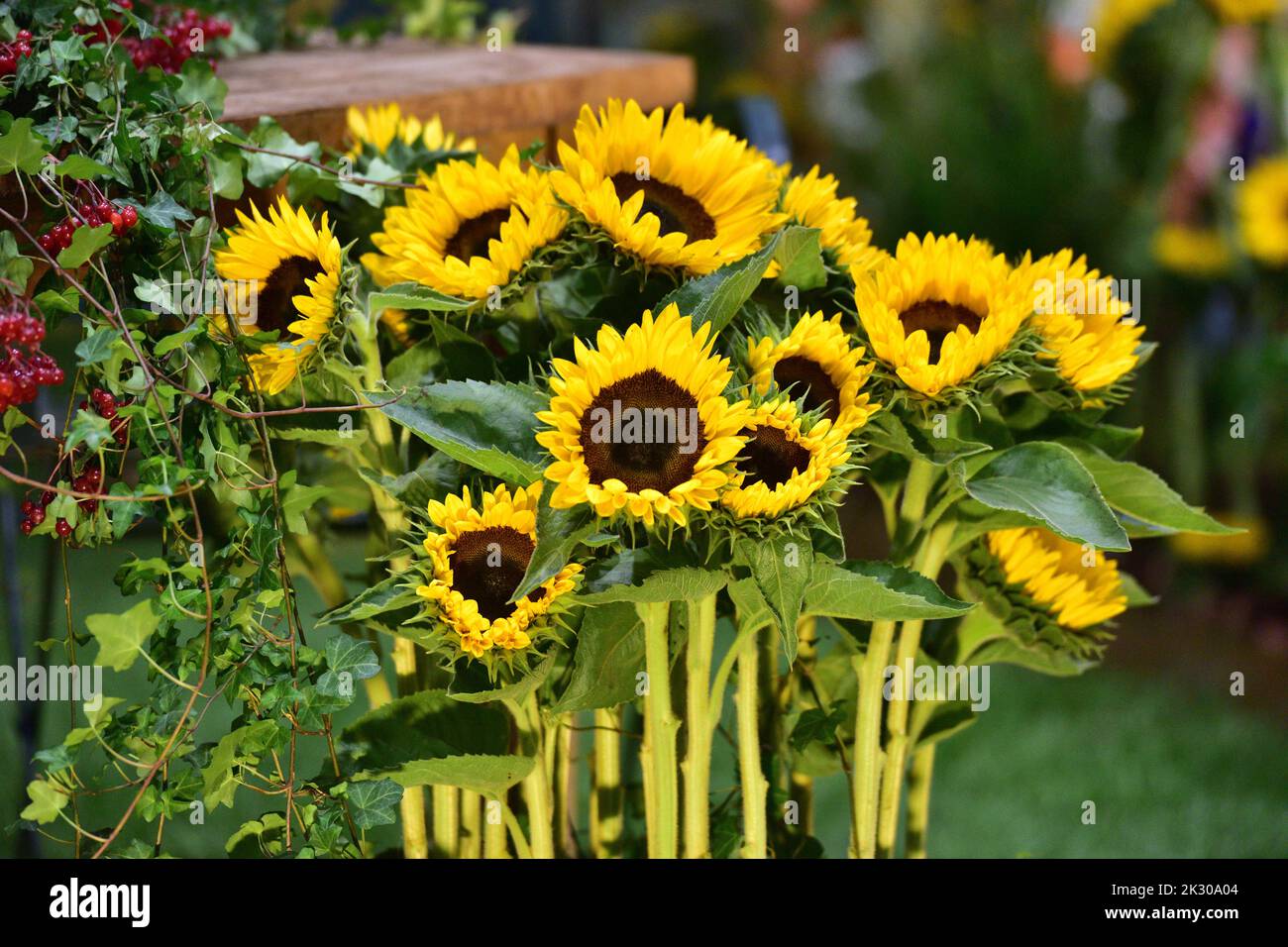 Decoration with sunflowers at a garden fair in Austria Stock Photo