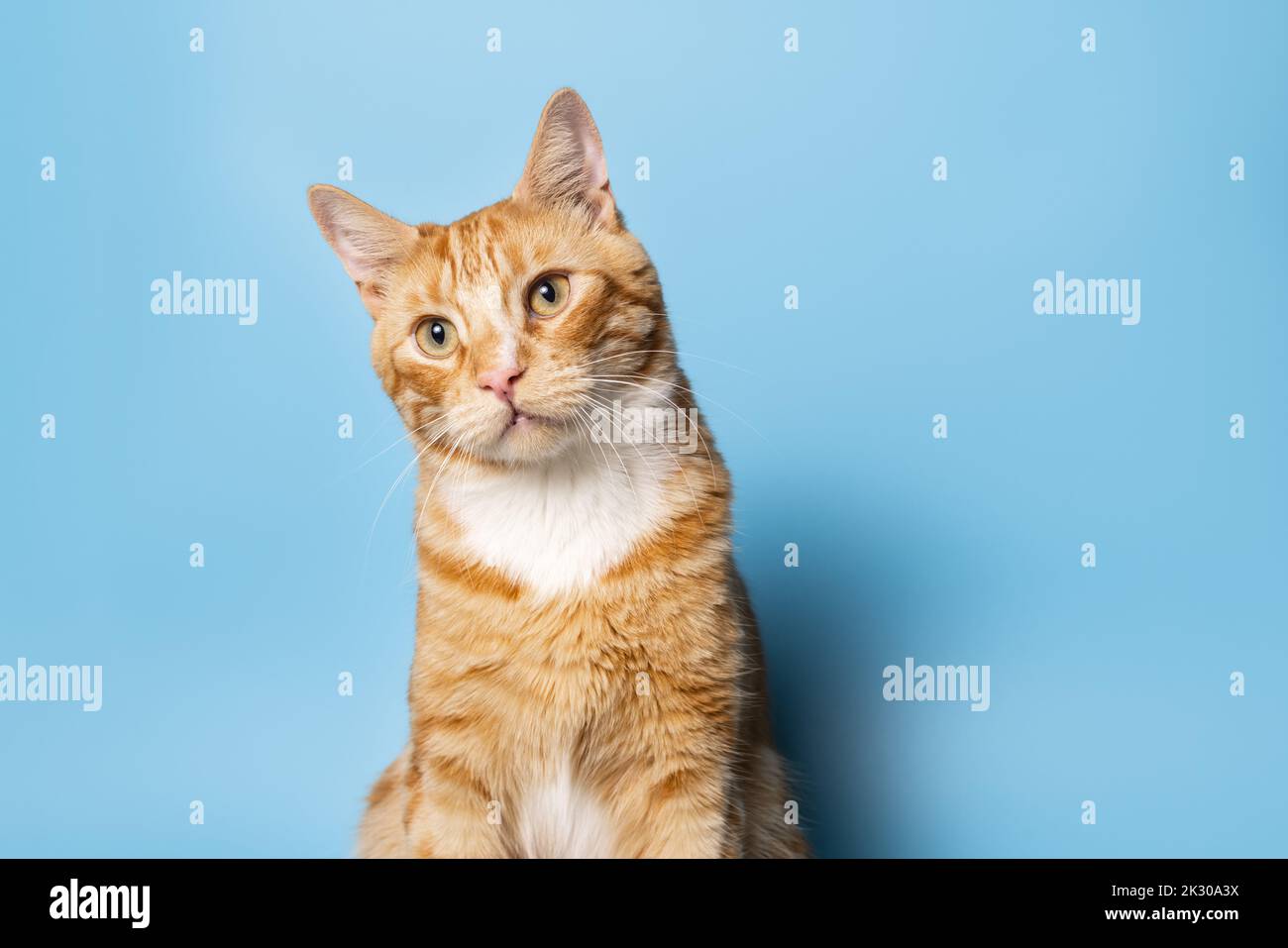 White domestic cat tabby markings hi-res stock photography and images ...