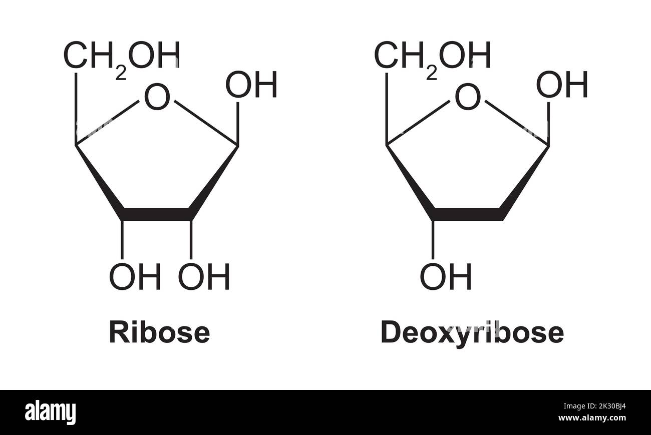 Ribose Molecular Structure ribose-molecular-structure
