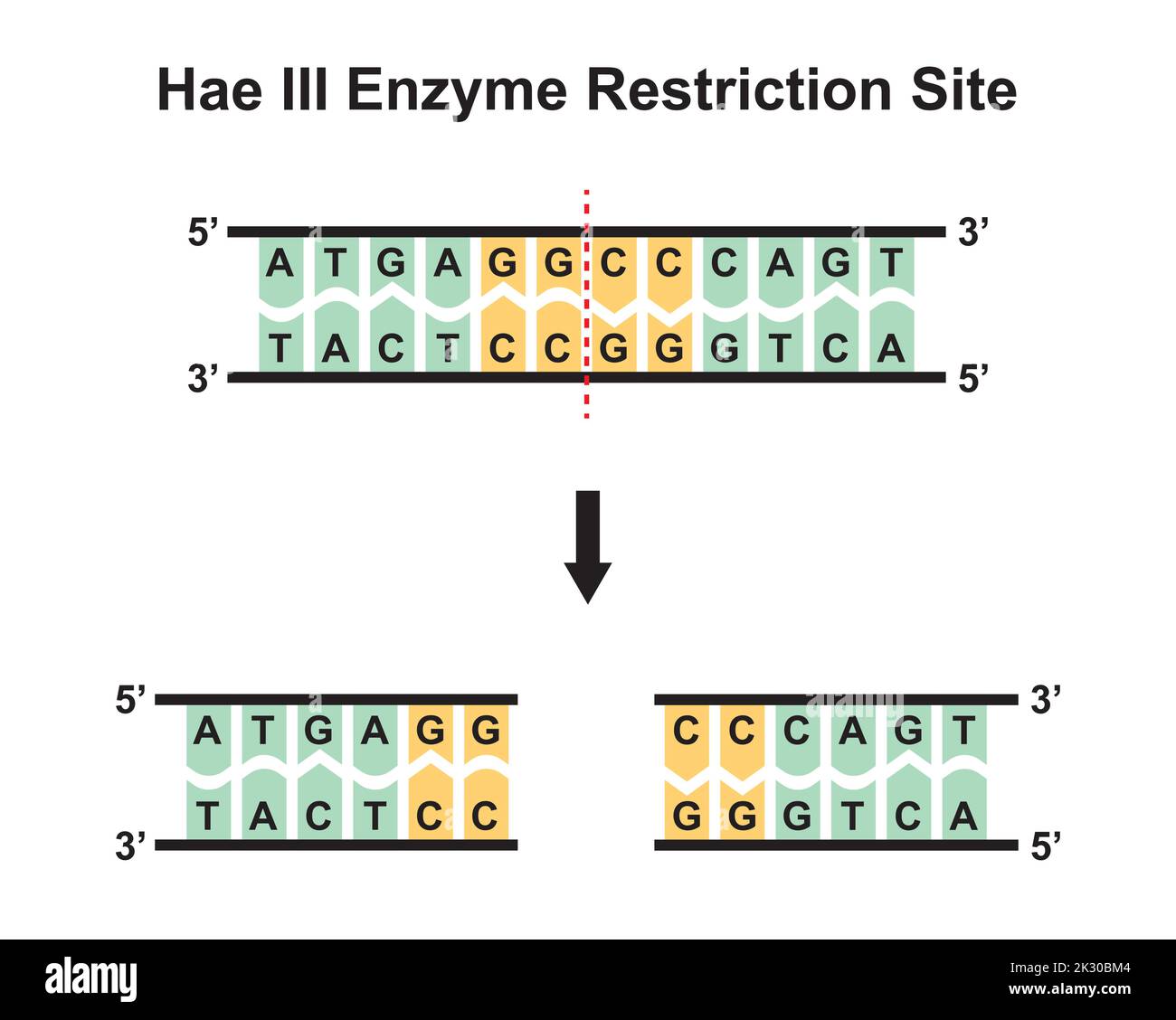 Hae III Enzyme Restriction Site. Vector Illustration. Stock Vector