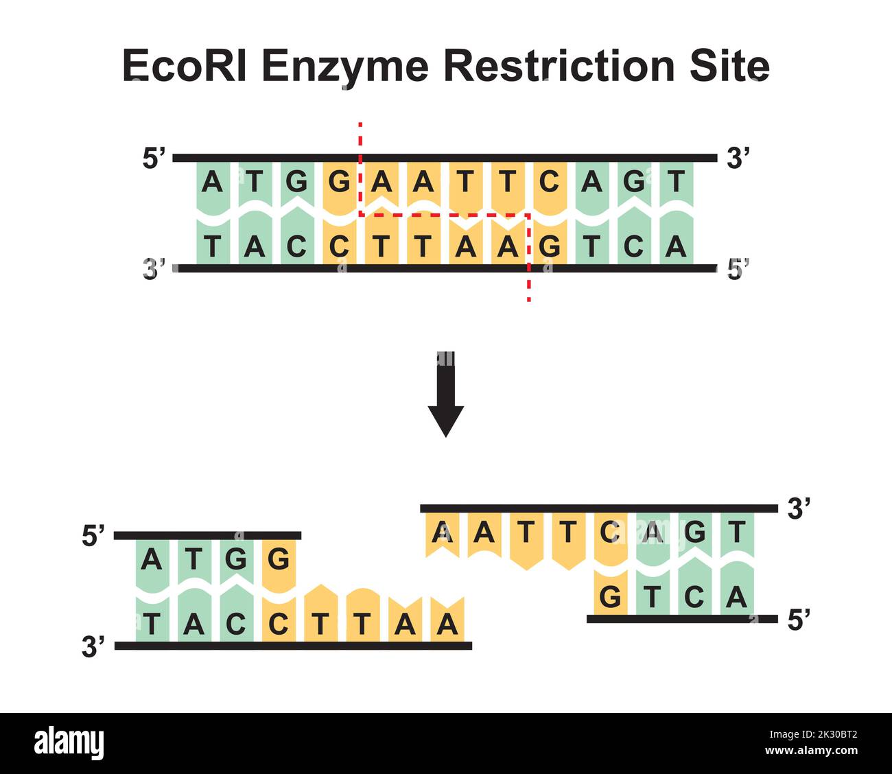 EcoRI Enzyme Restriction Site. Vector Illustration. Stock Vector